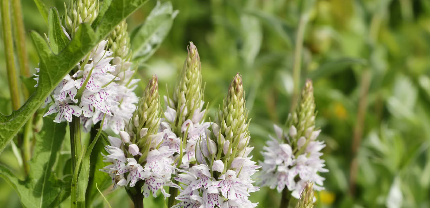 Common spotted orchid