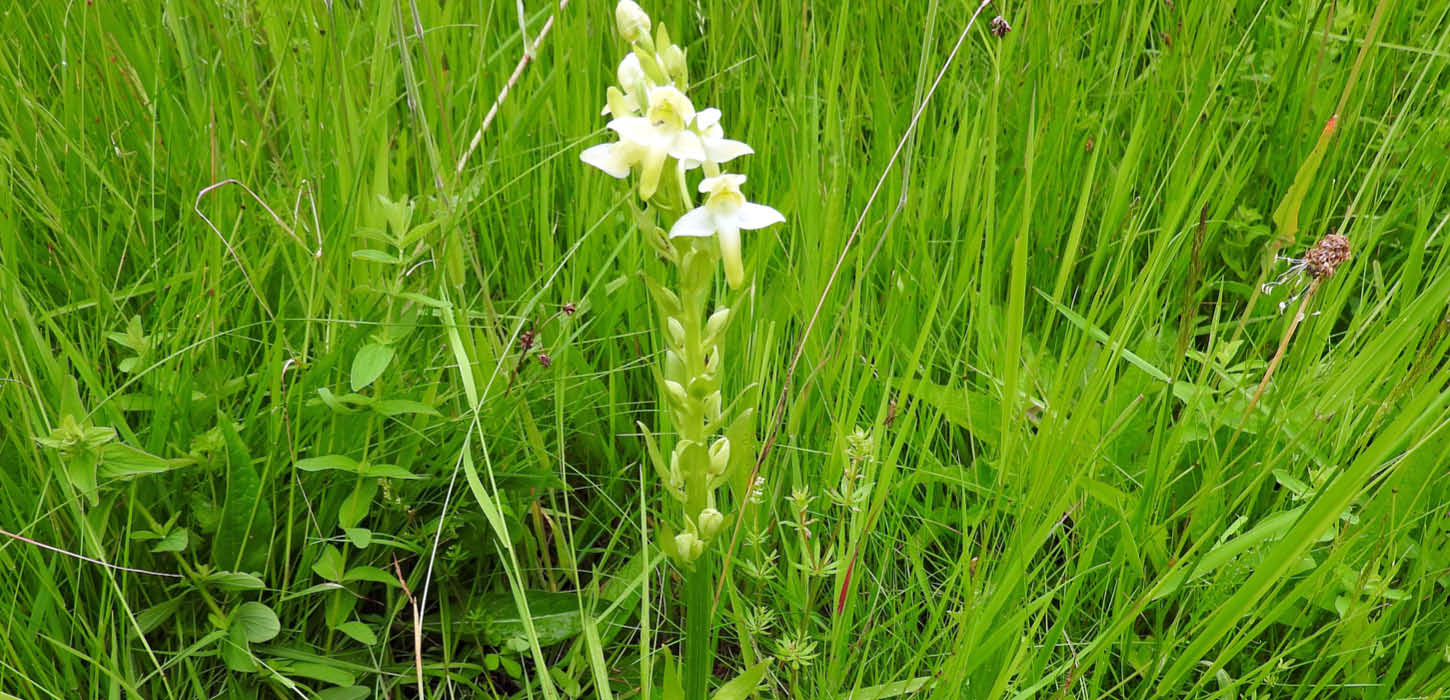 Greater butterfly-orchid
