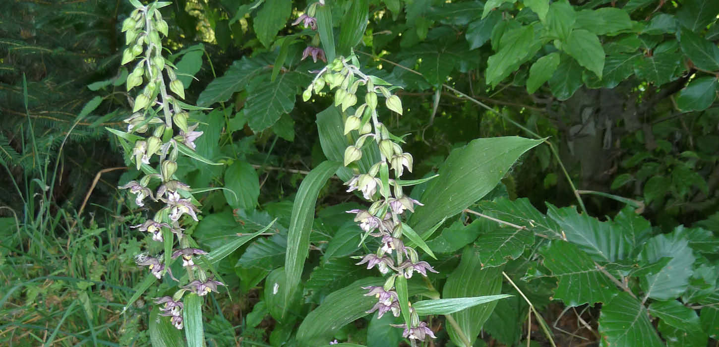 Broad-leaved helleborine