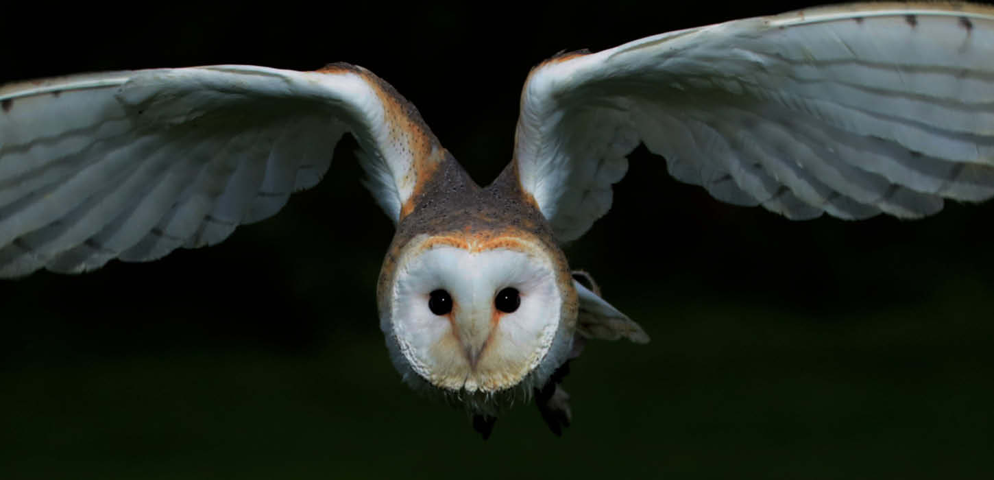 Barn owl