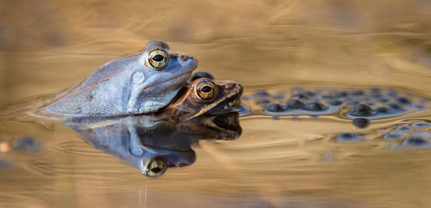 Moor frogs mating