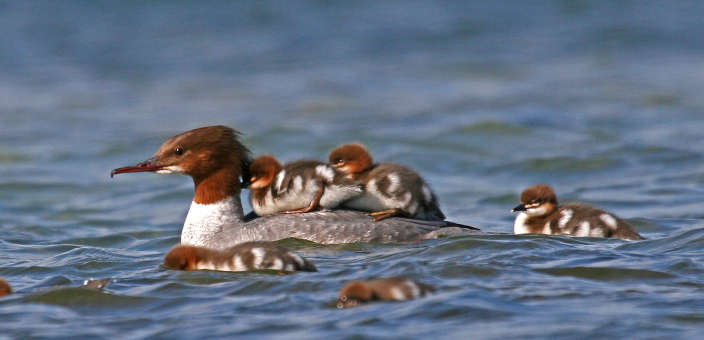Stor skallesluger i vandet med unger