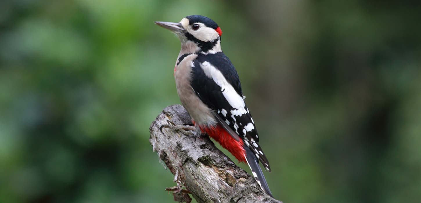 Great spotted woodpecker