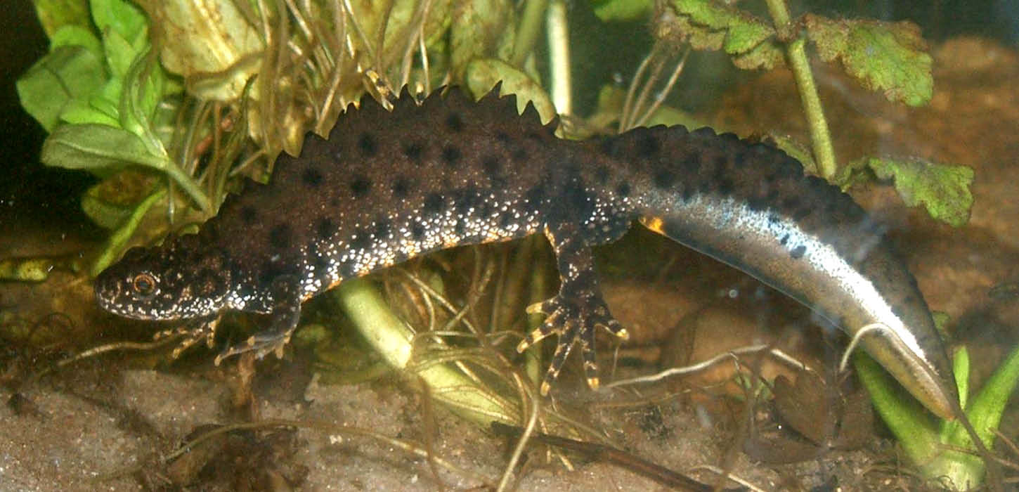 Northern crested newt - male