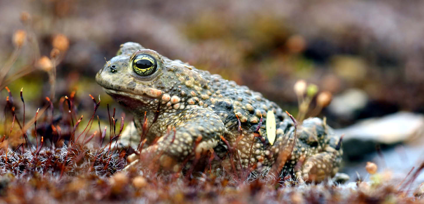 Natterjack toad