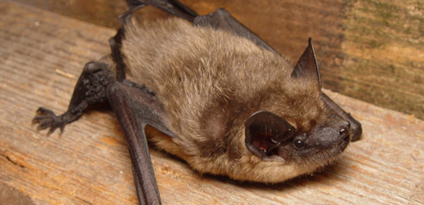 The serotine bat