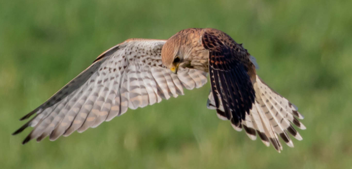 Common kestrel