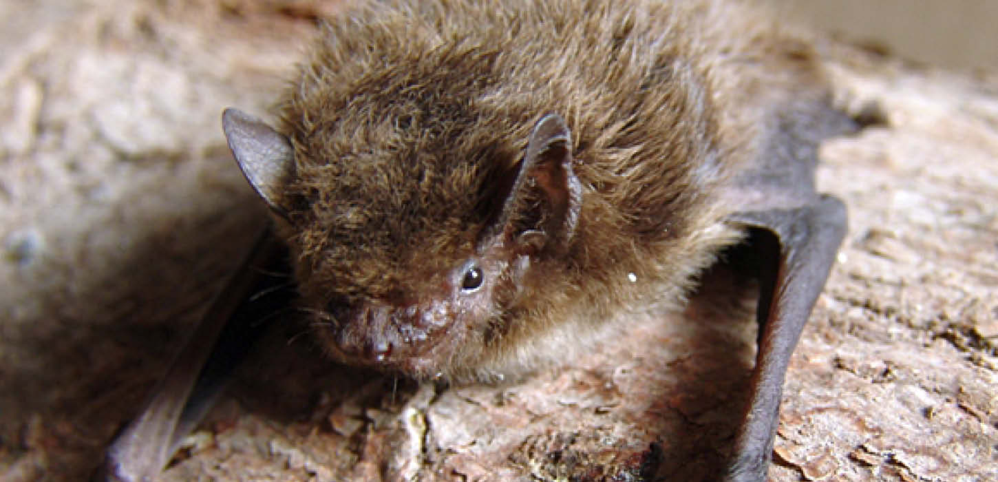 Nathusius' pipistrelle