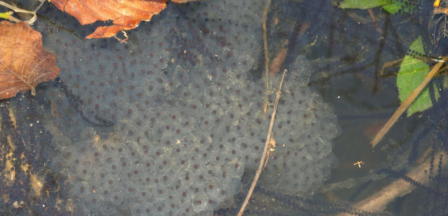 Frog eggs in clusters and toad eggs in strings, like beads on a thread