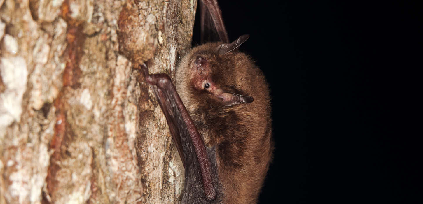 Daubenton's bat