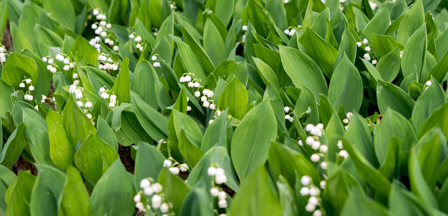 Lily of the valley is beautiful and fragrant, but poisonous!