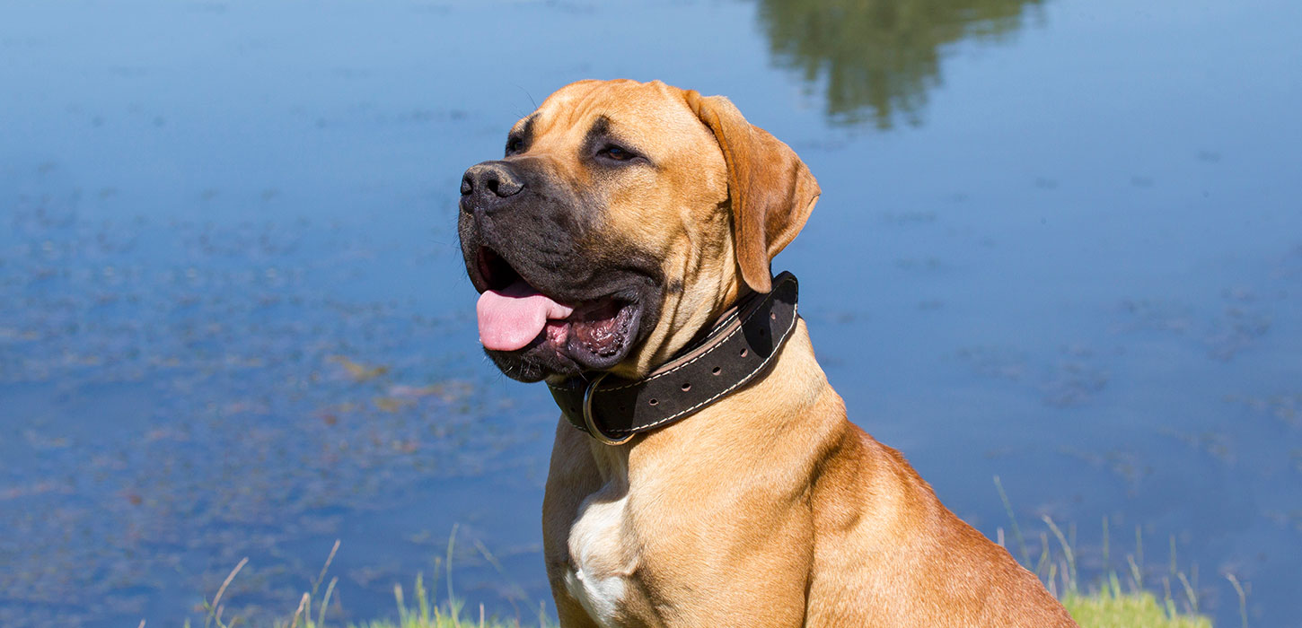 The Boerbol is on the Danish ban list