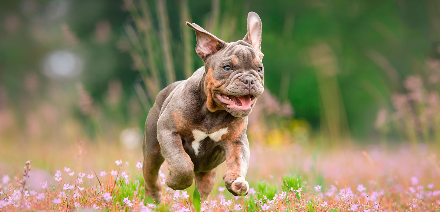 Bulldog hvalp i leg