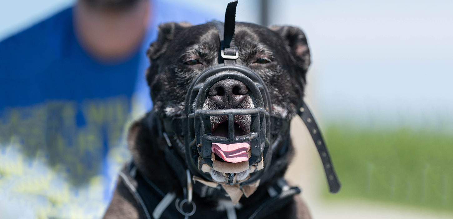 Hund med mundkurv