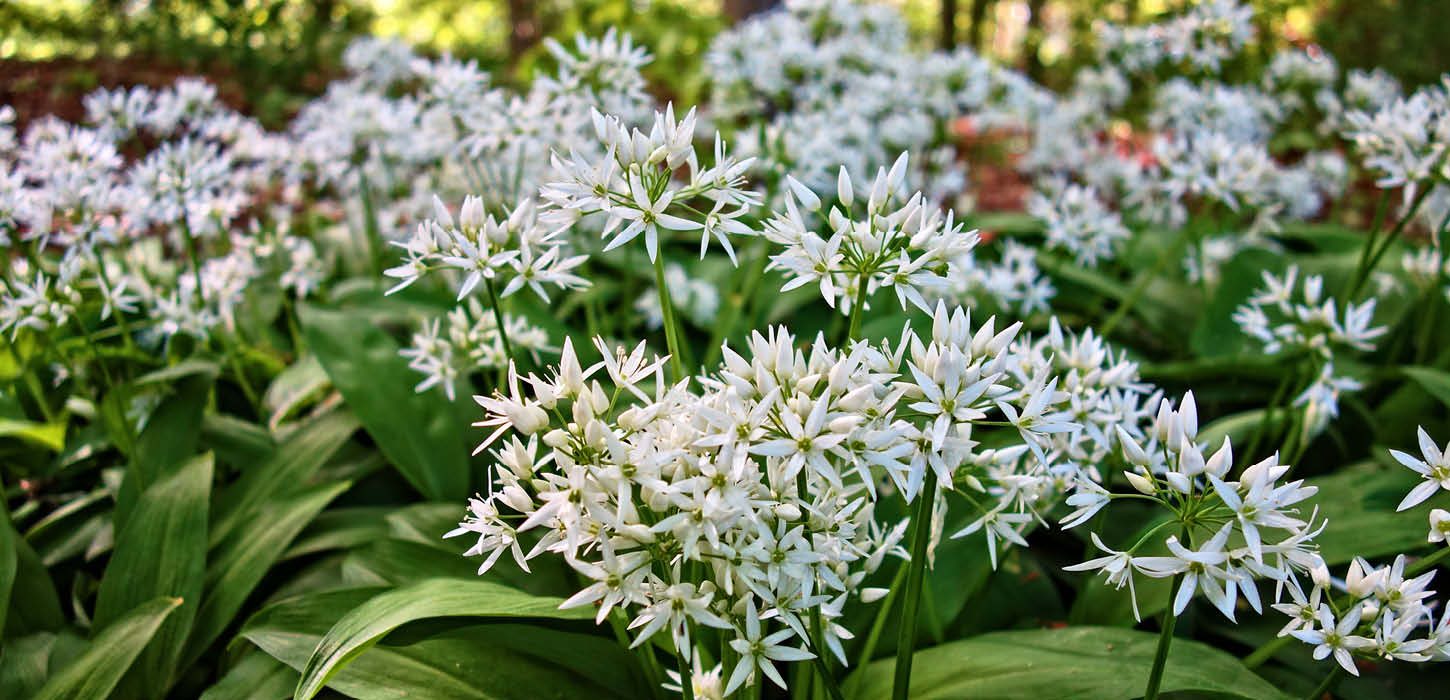 Ramsløg i Arnkil Fredskov i Sønderborg området på øen Als