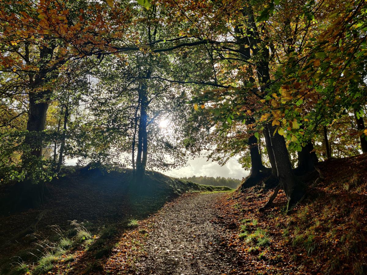 Du kan se en sti, hvor du kan gå gennem Haderslev Dyrepark.