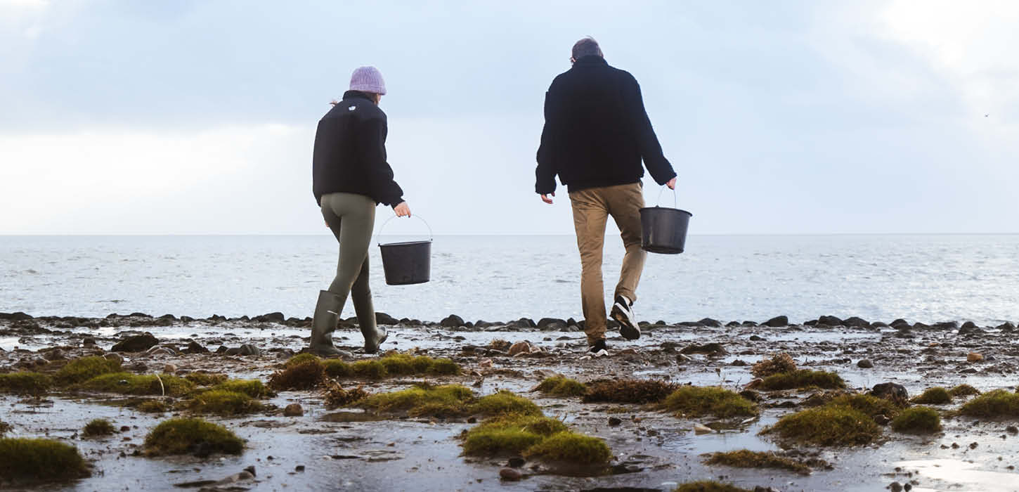 Par sanker østers ved vadehavet
