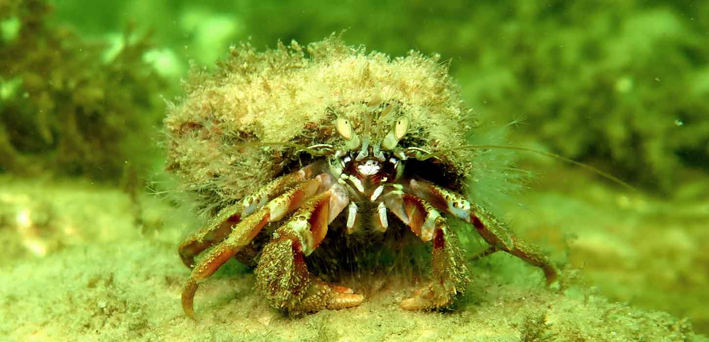 Dykning. Eremitkrebs i vandet ved øen Als