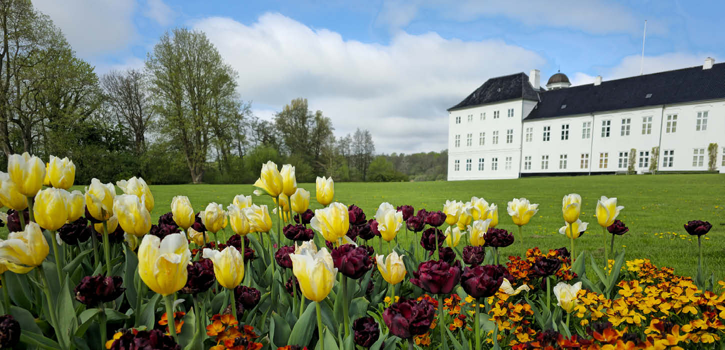Gule og bordeaux tulipaner foran Graasten Slot