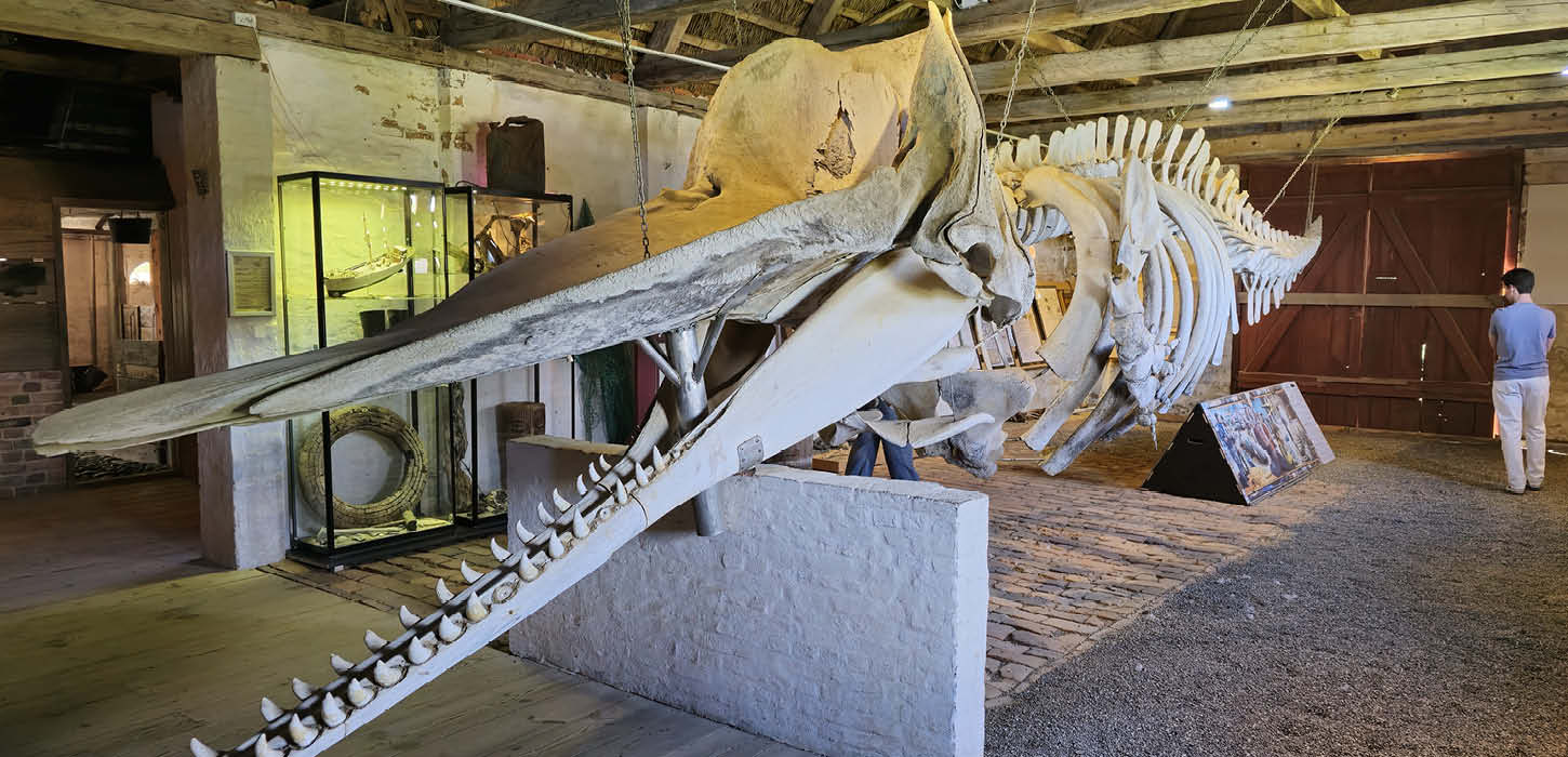 Hvalskelet i fuld længde hængende fra loftet ved Kommandørgården Museum Rømø