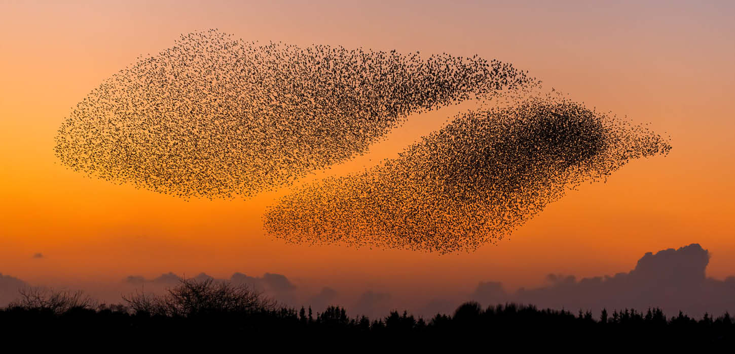 Stæreflokke danner Sort Sol over vestkysten