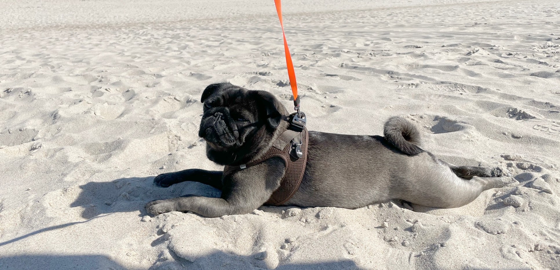 Hund i snor nyder det i strandens varme sand