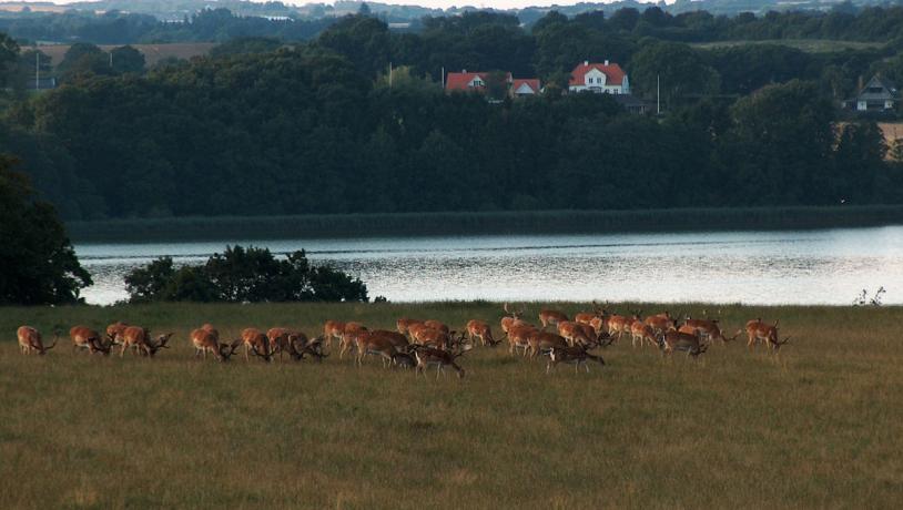 Haderslev Deer Park