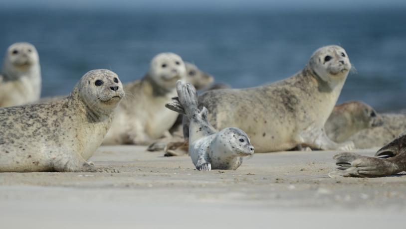 Sæler hviler sig på sandbanke i Vadehavet