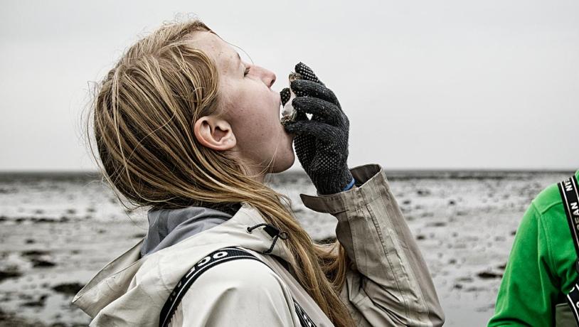 Oysters in the Wadden Sea