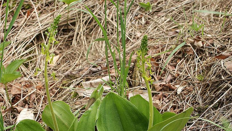 Eggleaf twayblade