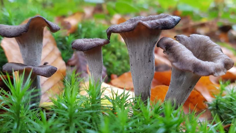 Stor Trompetsvamp på mosbund