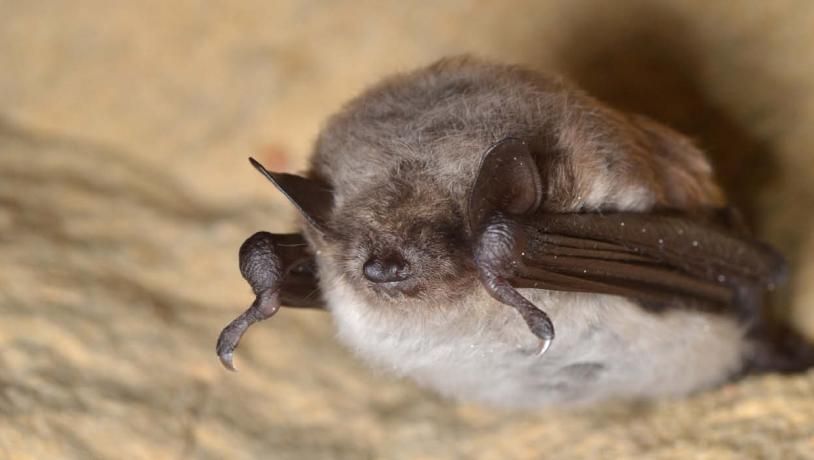 The pond bat