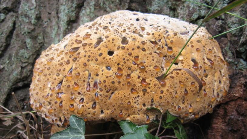 oak bracket fungus