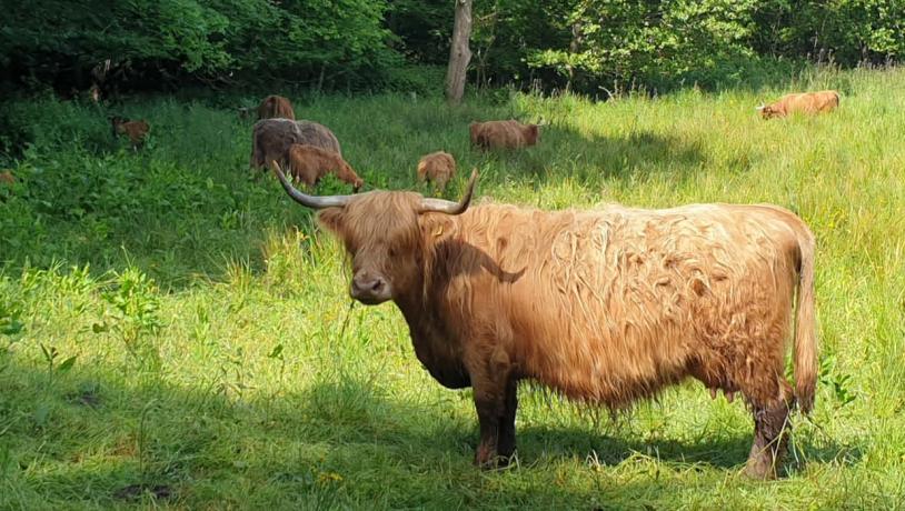 Scottish Highland cattle in Fjordmosen.