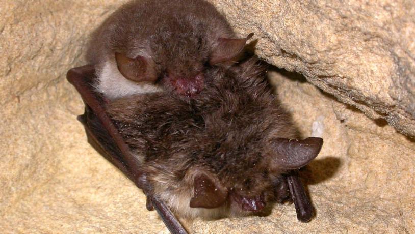Natterer's bat mating