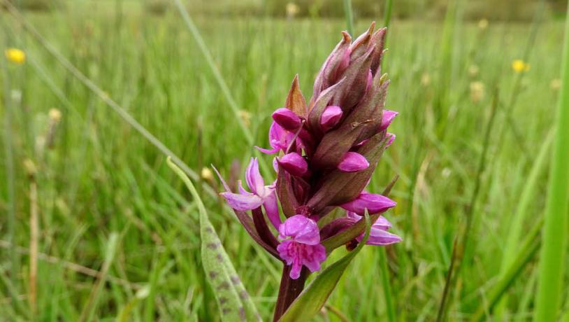 Broad-leaved marsh orchid