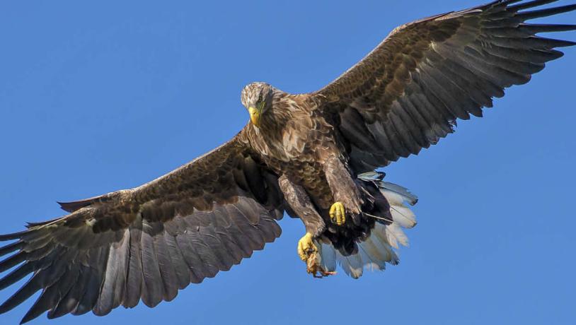 White-tailed eagle on the wings