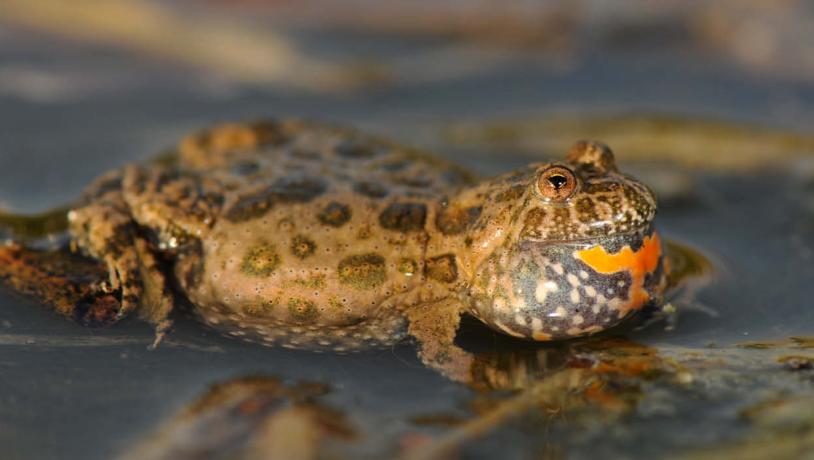 European fire-bellied toad