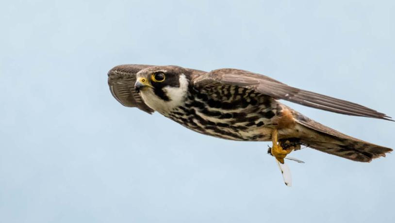 Eurasian hobby with prey