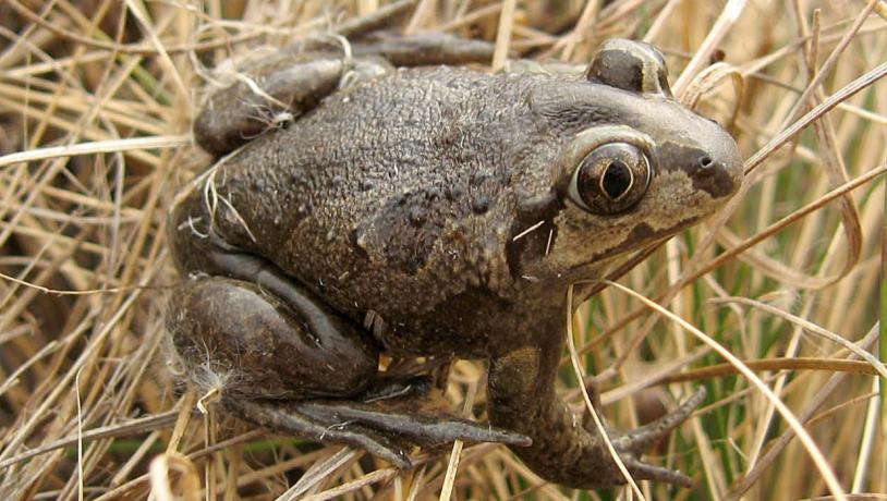 Common spadefoot also known as Garlic toad