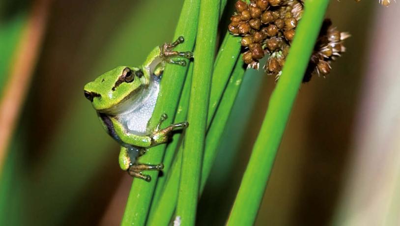 European tree frog