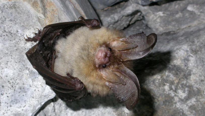 Brown long-eared bat