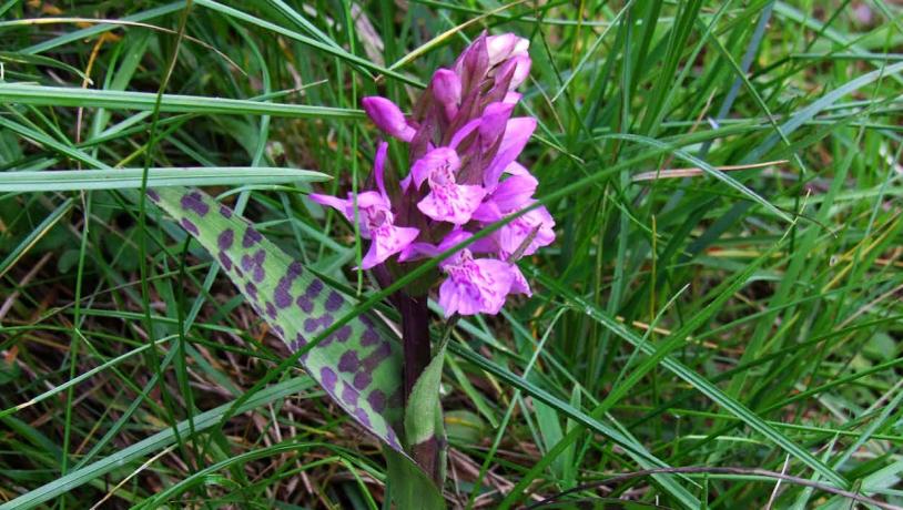 Heath spotted-orchid