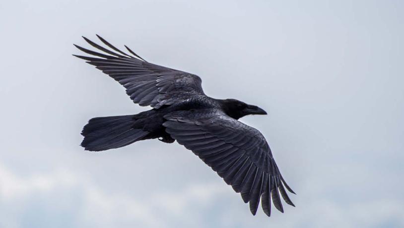 Raven on the Wings