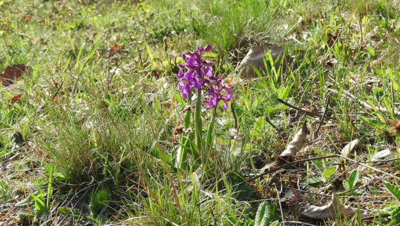 Green-winged orchid