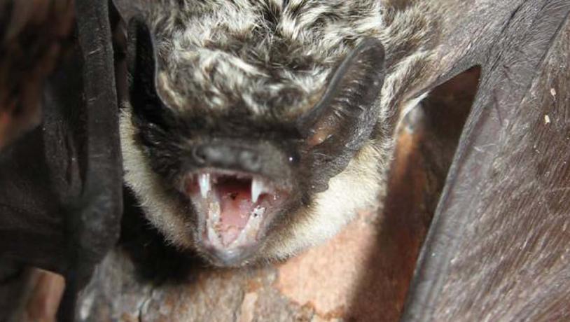 The parti-coloured bat