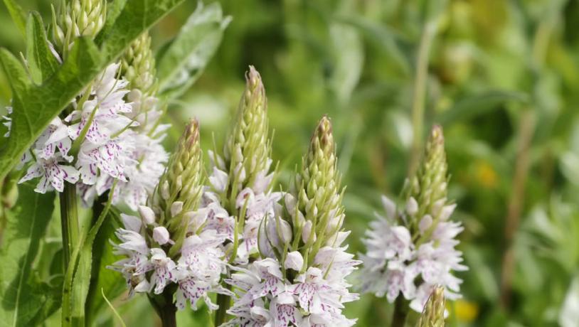 Common spotted orchid