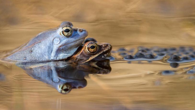 Moor frogs mating