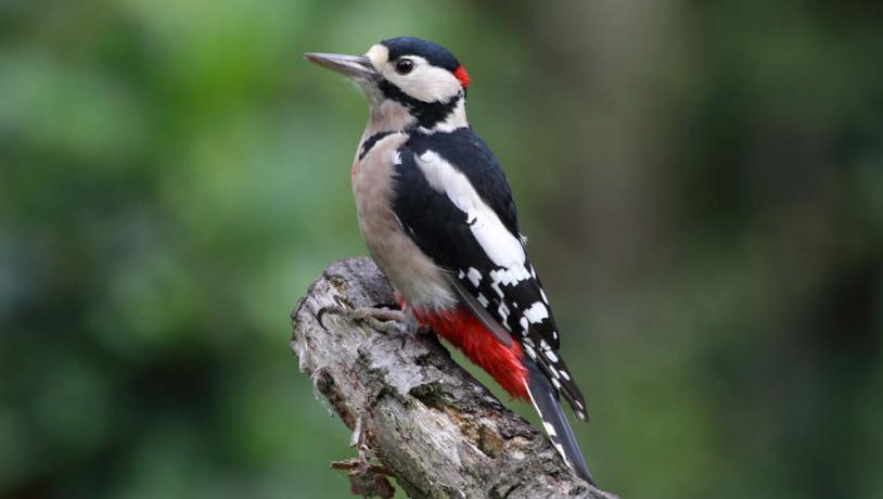 Great spotted woodpecker