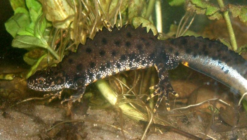 Northern crested newt - male